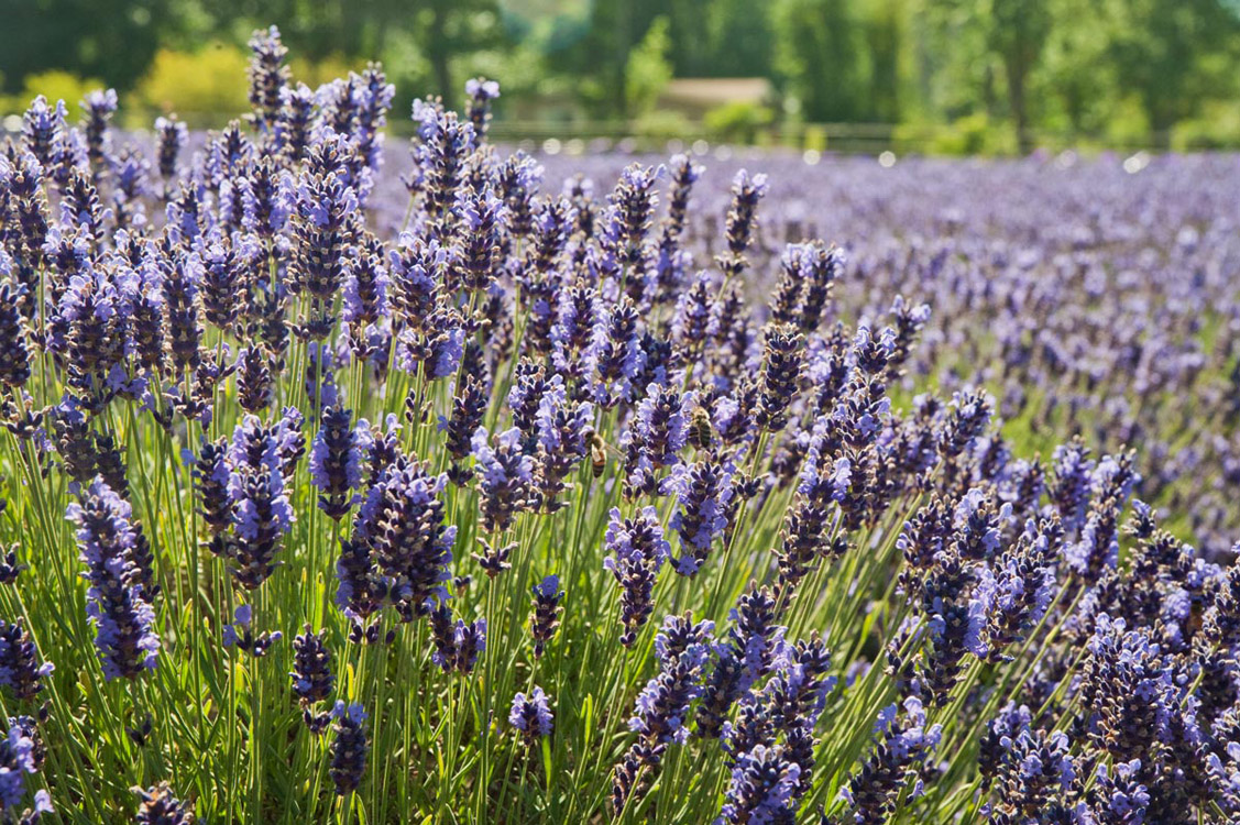 Lavender-in-Sequim-2013-07-19-by-Mike-Bay-171-A