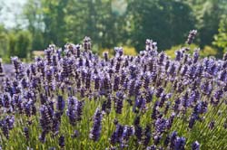 Lavender-in-Sequim-2013-07-19-by-Mike-Bay-181-A