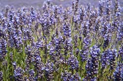 Lavender-in-Sequim-2013-07-19-by-Mike-Bay-334-A