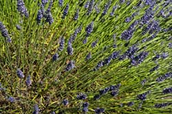 Lavender-in-Sequim-2013-07-19-by-Mike-Bay-396-A