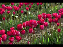 Red Tulips 8173 12x18 A3 iPAD 08